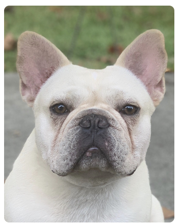 BANDOG FRENCH BULLDOGS - Louisiana