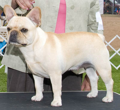 Ch Bandog's Simply Fabulous