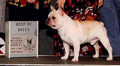 Ch Bandog's One In A Million