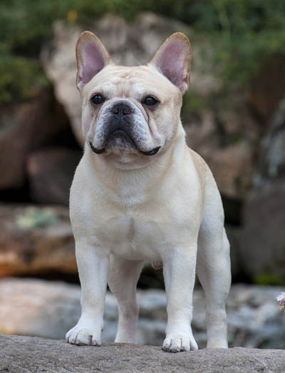 BANDOG FRENCH BULLDOGS