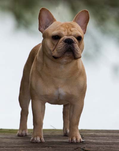 Blue bayou clearance french bulldogs